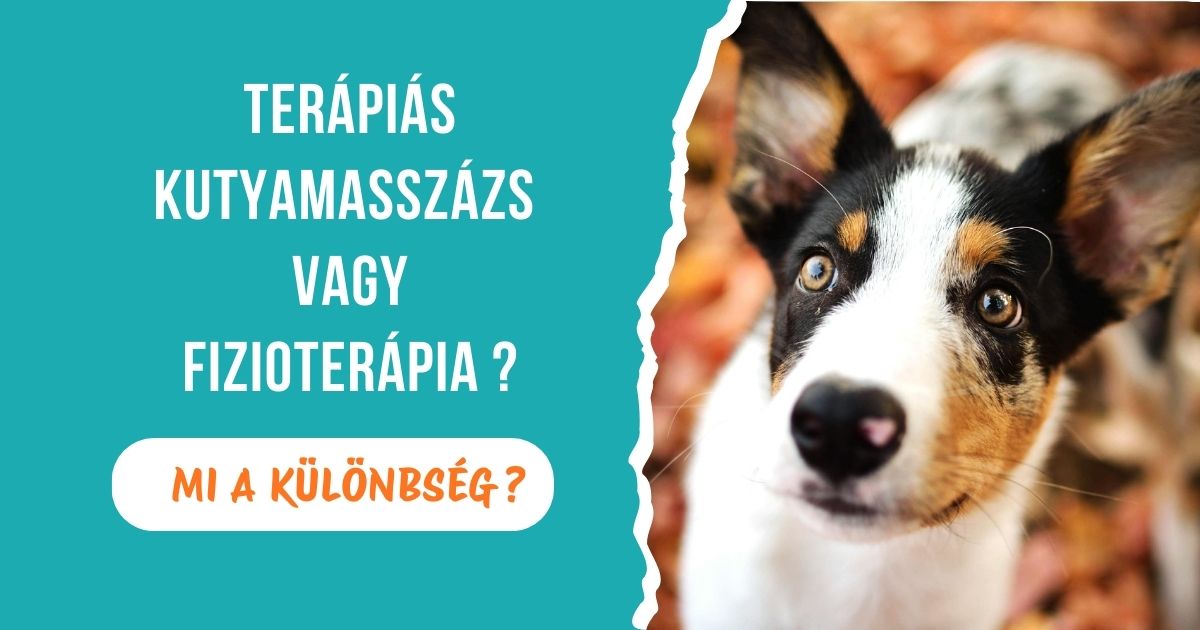 Terápiás kutyamasszázs vagy fizioterápia?